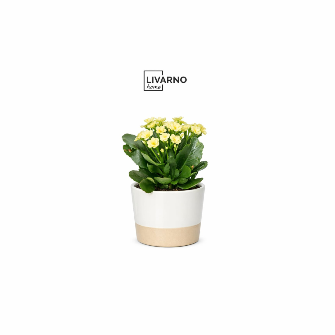 Florero